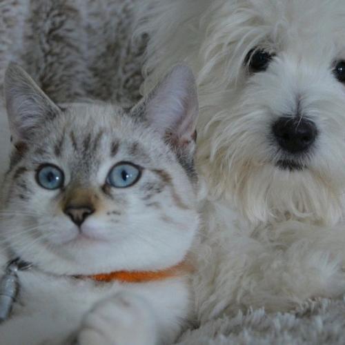 perro y gato