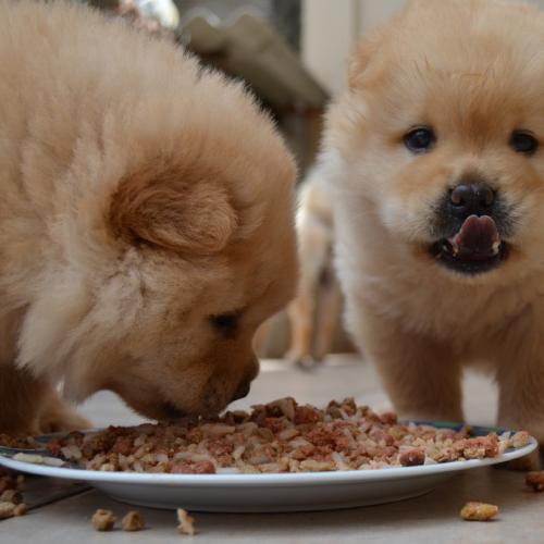 perros-comiendo