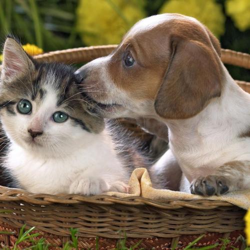 ¿Por qué perros y gatos se llevan mal?