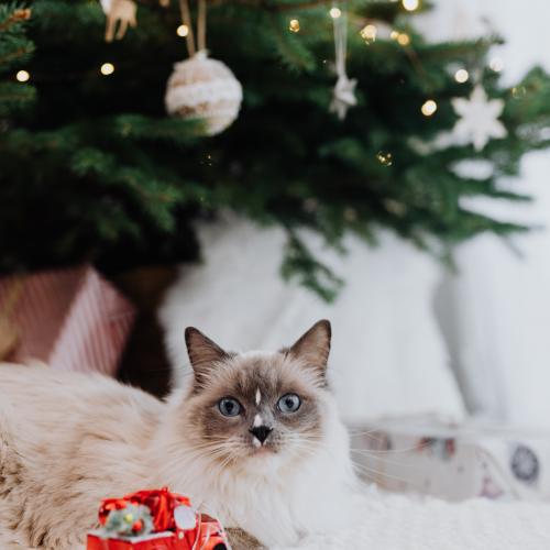 gatos en navidad