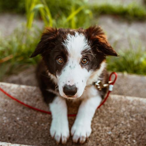 perro artritis escaleras