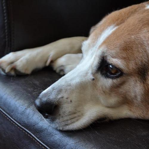Por qué tu perro no juega perro triste sin jugar