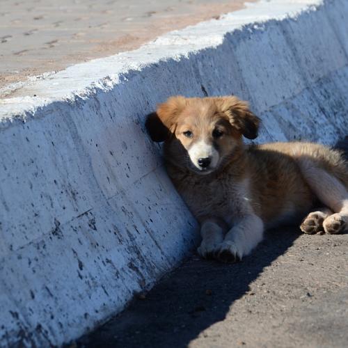 Perro abandonada.