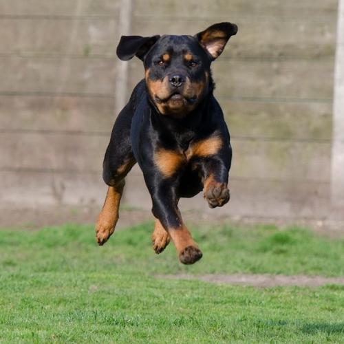 Razas de perros peligrosos