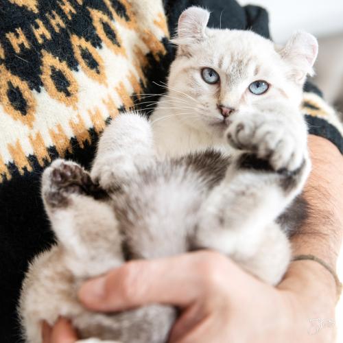 Cuidados de las distintas razas de gatos