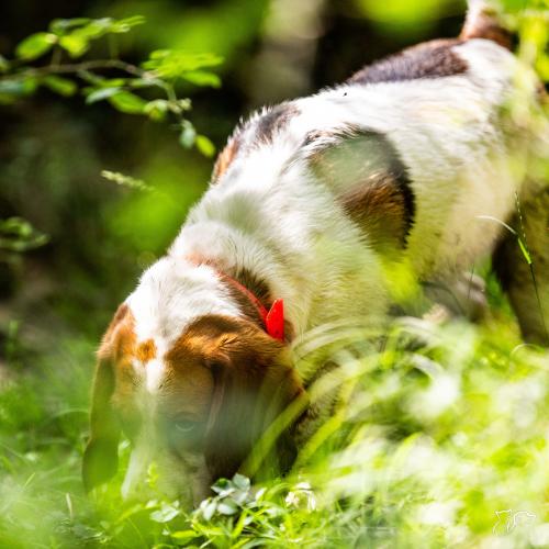 Ojo con la procesionaria: un peligro silencioso para los perros