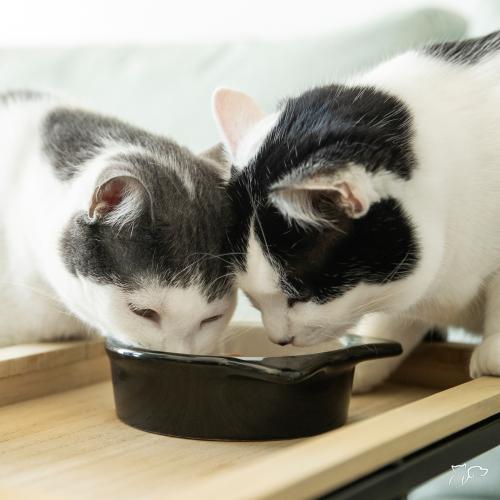 Cómo saber si mi gato tiene sobrepeso