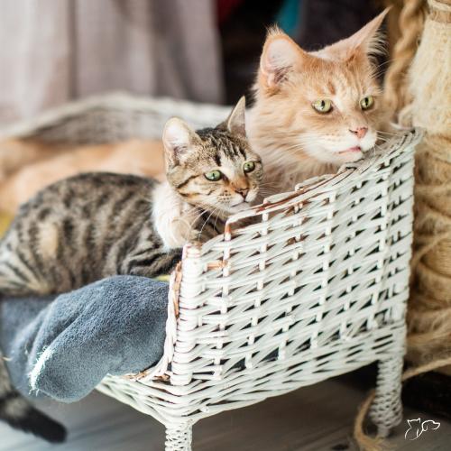 Lo que el comportamiento de tu felino dice sobre su estado de ánimo