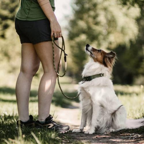 Cómo preparar un viaje con tu mascota