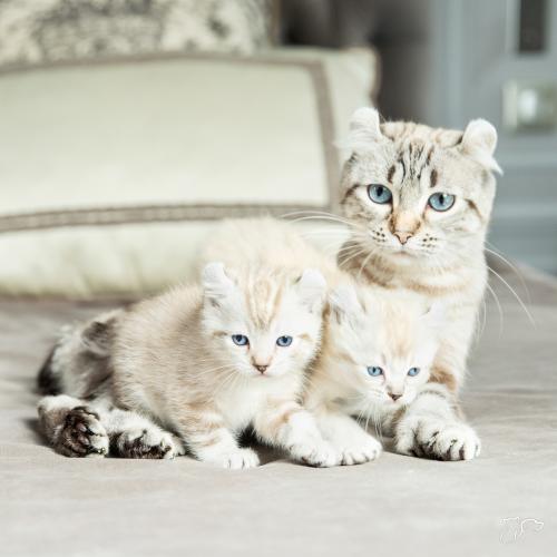 La adopción responsable se basa en entender que los perros y los gatos no son juguetes y que conllevan responsabilidades.