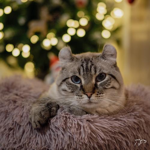 Consejos para vivir la navidad con tu gato.