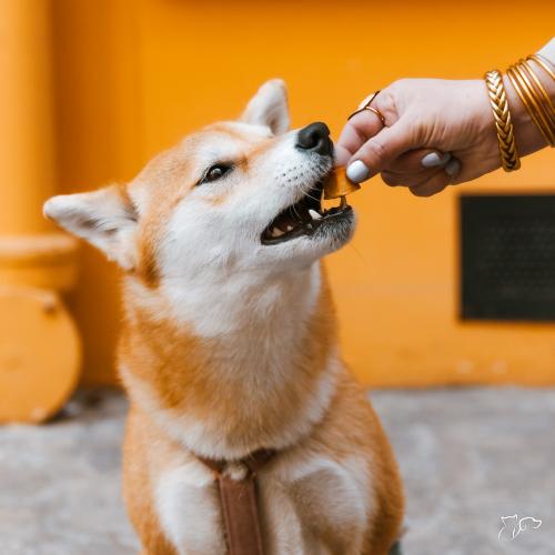 Consejos para premiar a tu perro