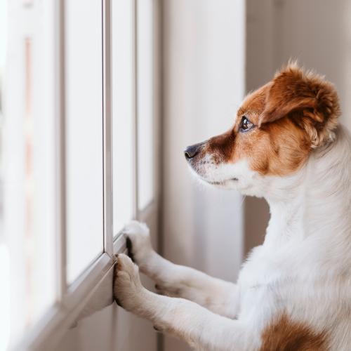 perro solo en casa