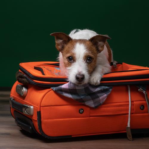 viajar con perros avión
