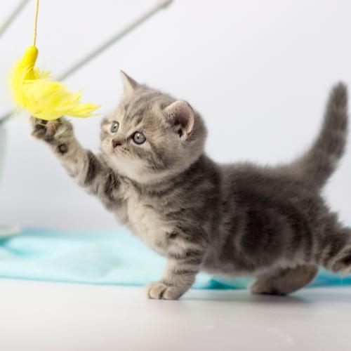 etapas de la vida del gato etapas de la vida del gato