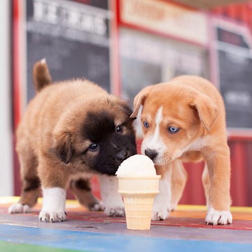 helados para perros