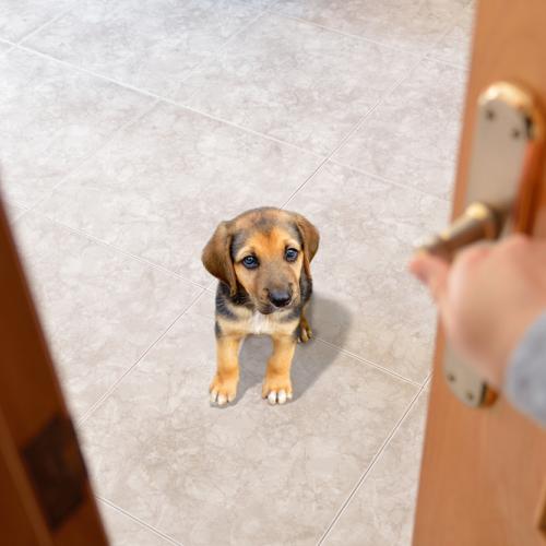 perro solo en casa