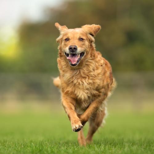 calentamiento perros ejercicio