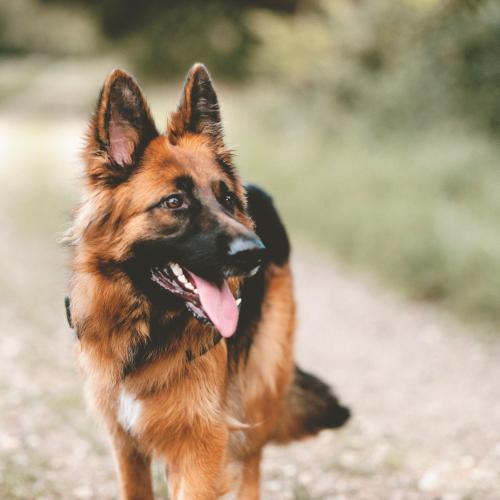 calorías y ejercicio en perros