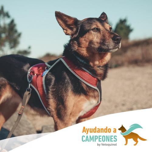 adopción perros