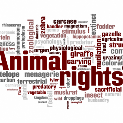leyes-animales