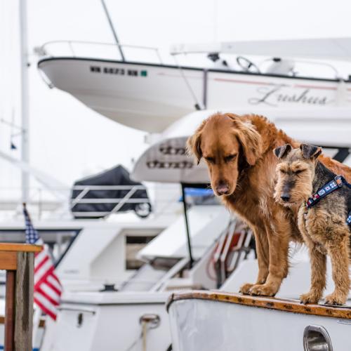 viajar-con-perros