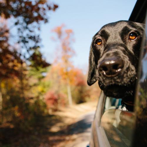 Viajar con perros