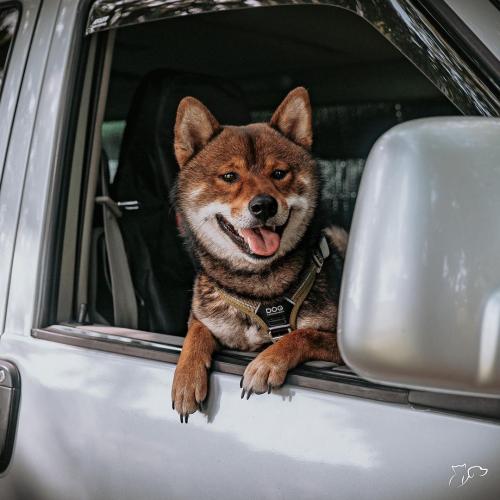 viajar con mascota en navidades